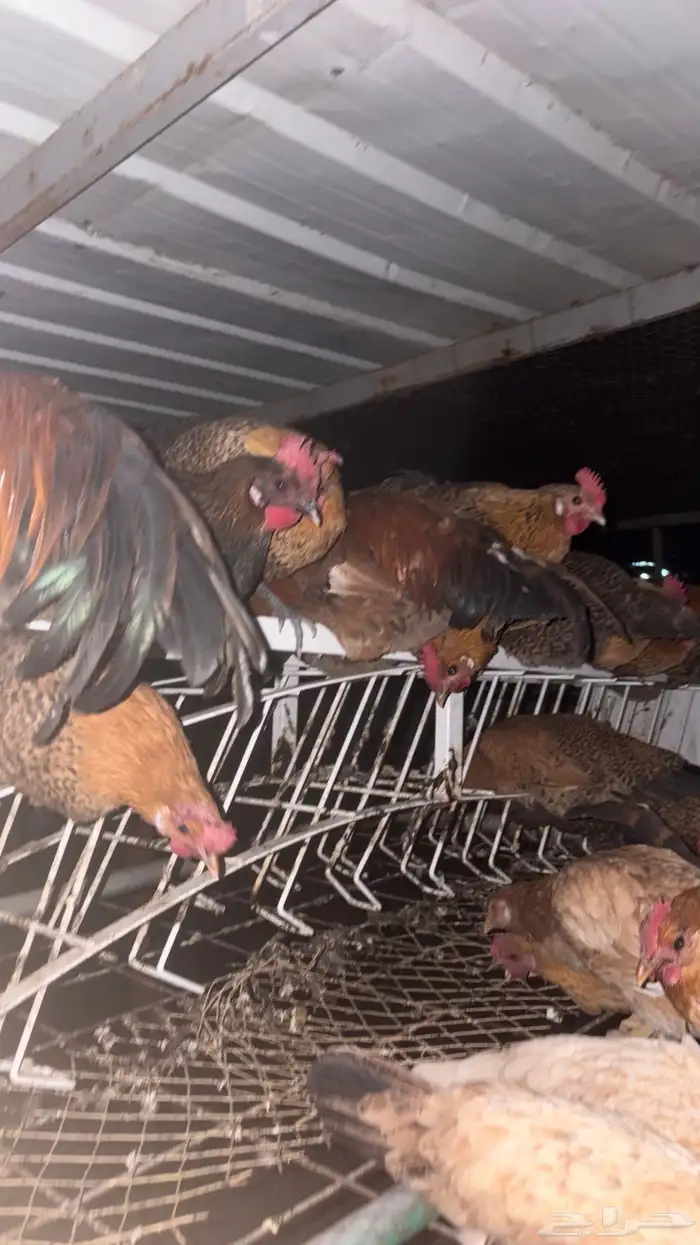 بيض دجاج فيومي 1