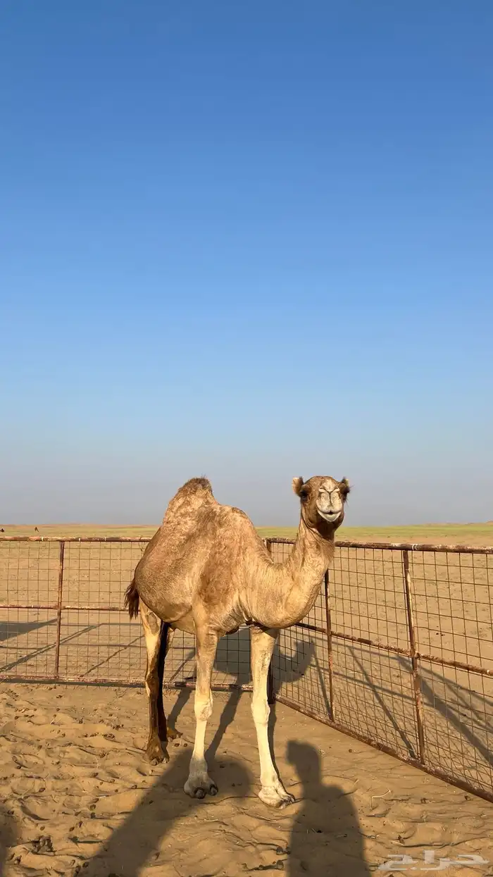 ناقة ساحليه كفو 2