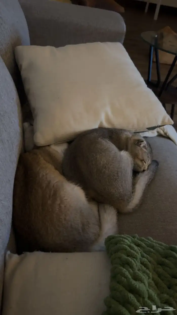 قطط سكوتش فولد للبيع 7