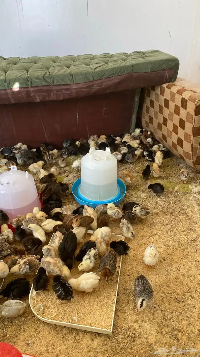 دجاج بلدي العدد 350 3