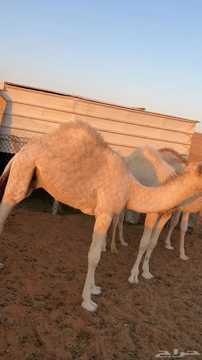 للبيع قعدان العدد 3 طيبات فل شحم ونضاف 1