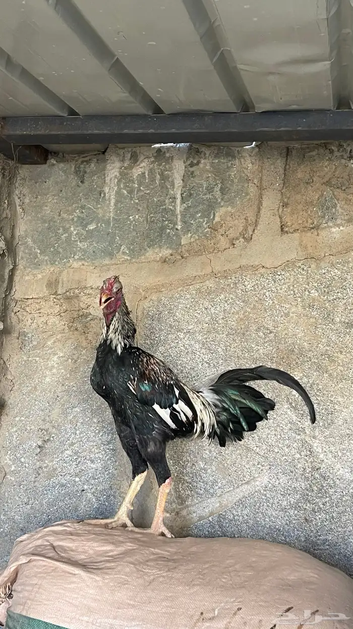 ديك باكستاني شباب للبيع 1