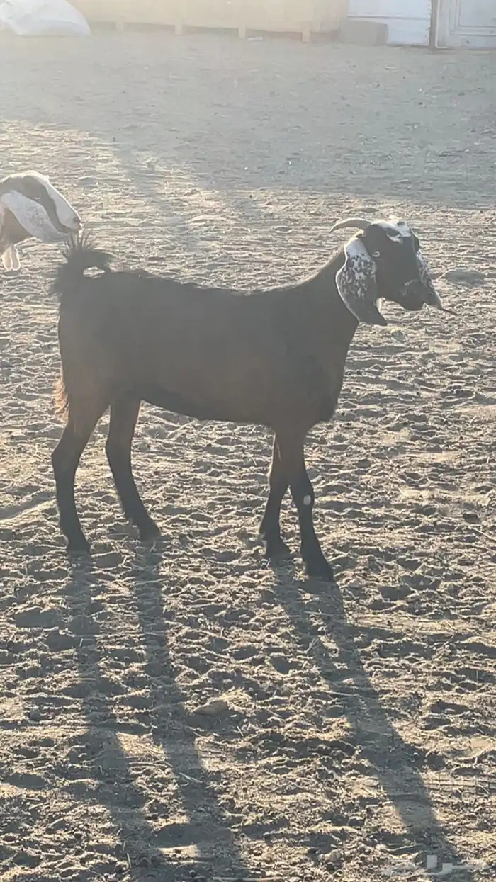 عناقين للبيع 8