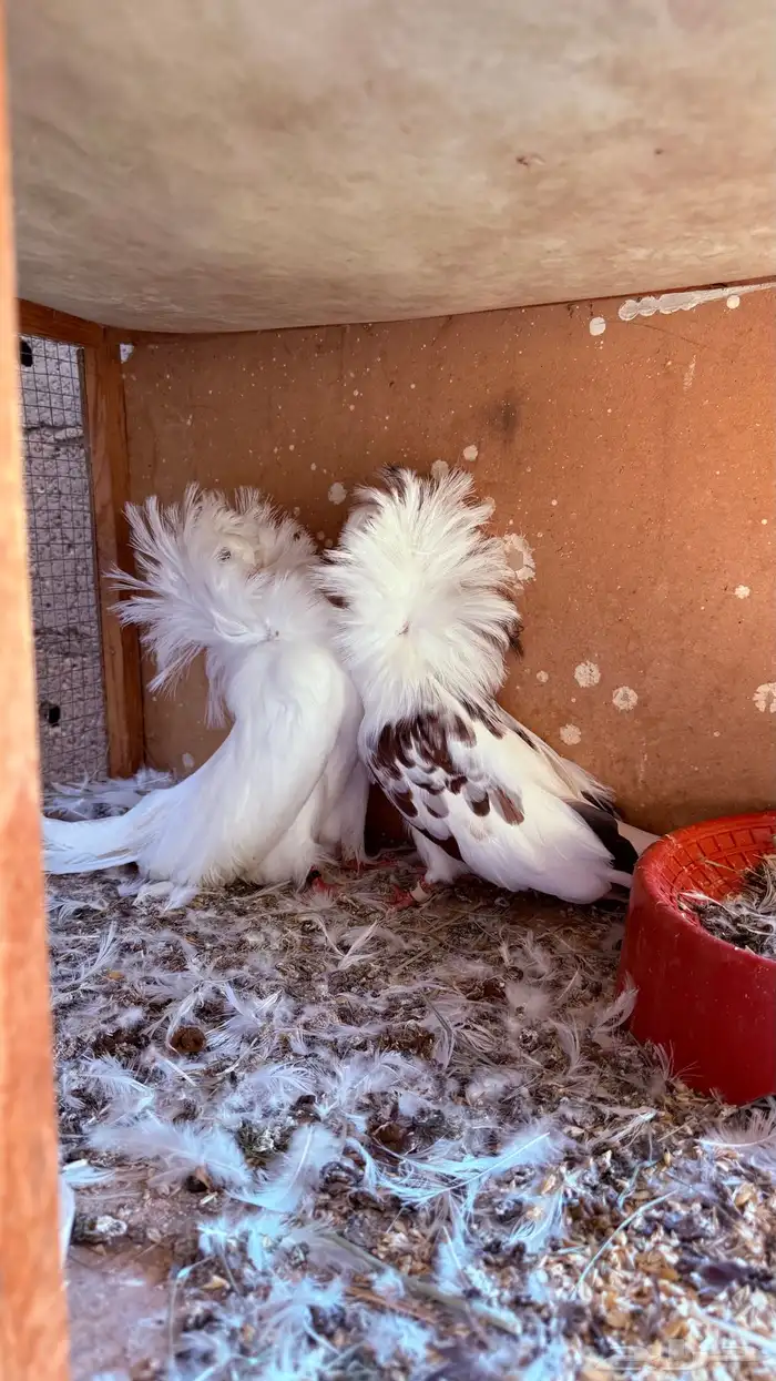 حمام جاكوبين 0