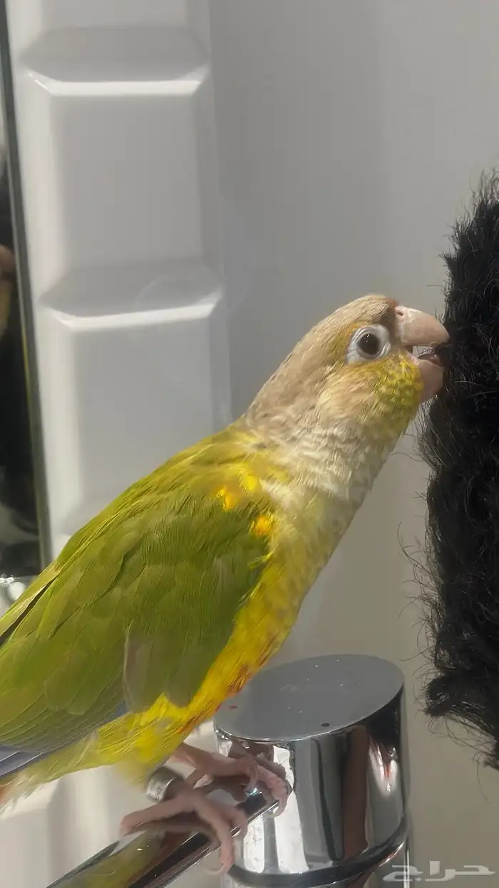 ببغاء كنيور أناناس للبيع 2