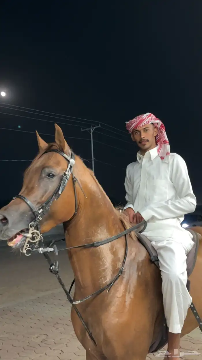 حصان شيخ وصغير بعمره 1