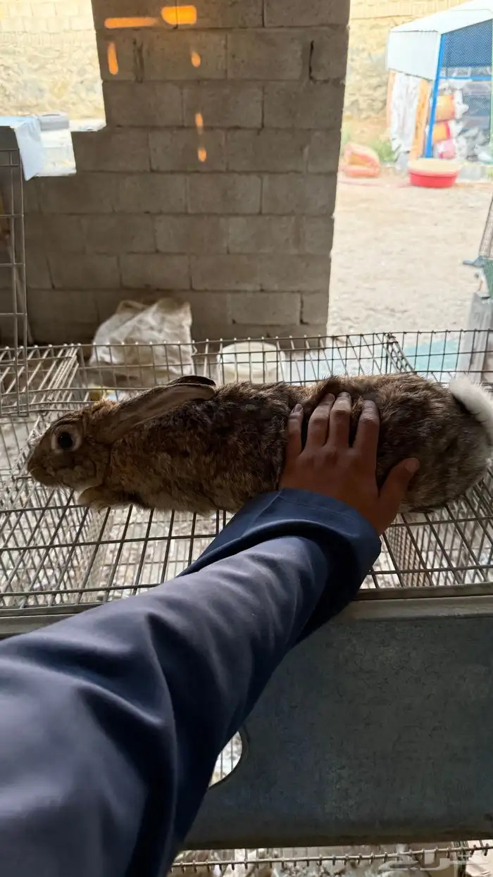 ارانب سوبر جامبو 2