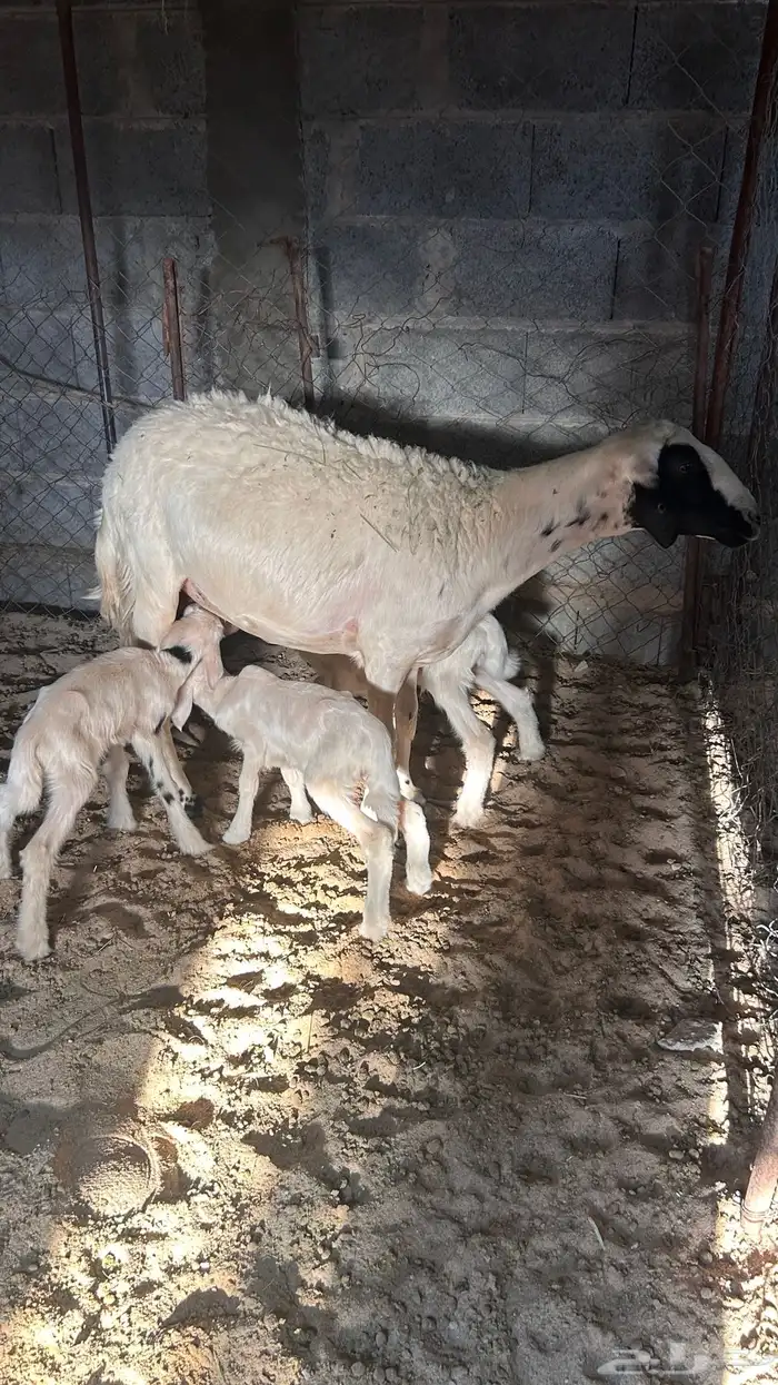 متابيع صفر صنف 9