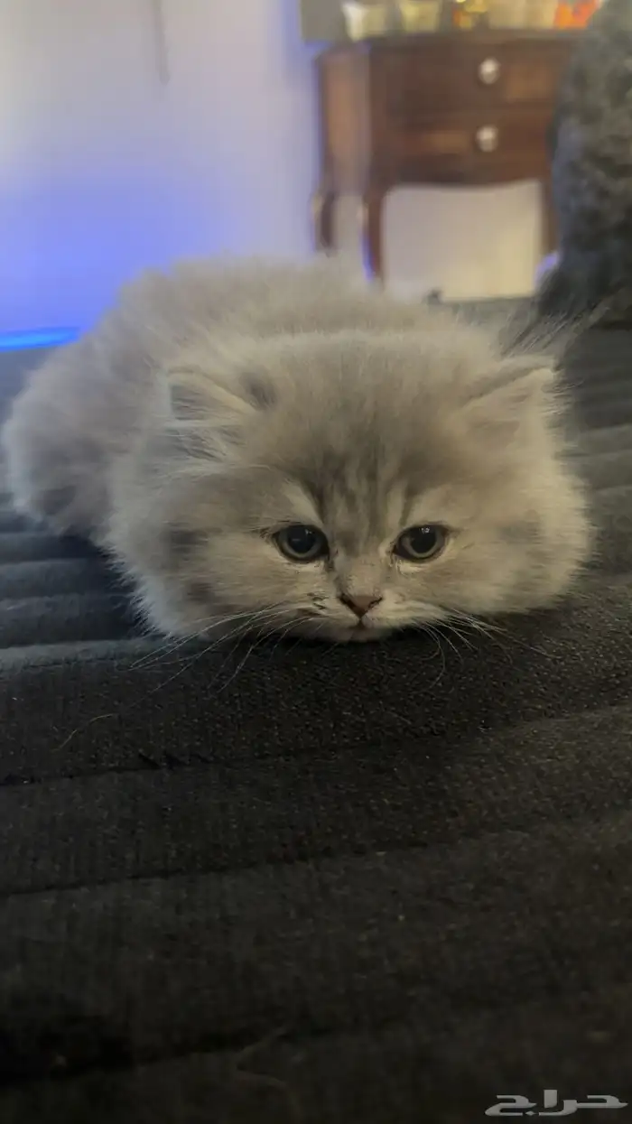 2 Scottish-Fold Female Kittens for Sale 2