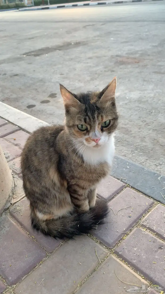 السلام علييكم 0