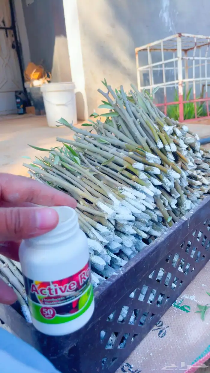 هرمون تجذير 1