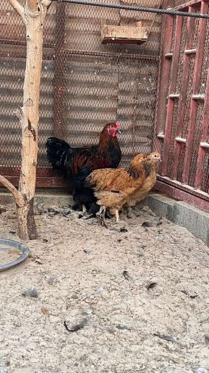 طقم دجاج براهما 3