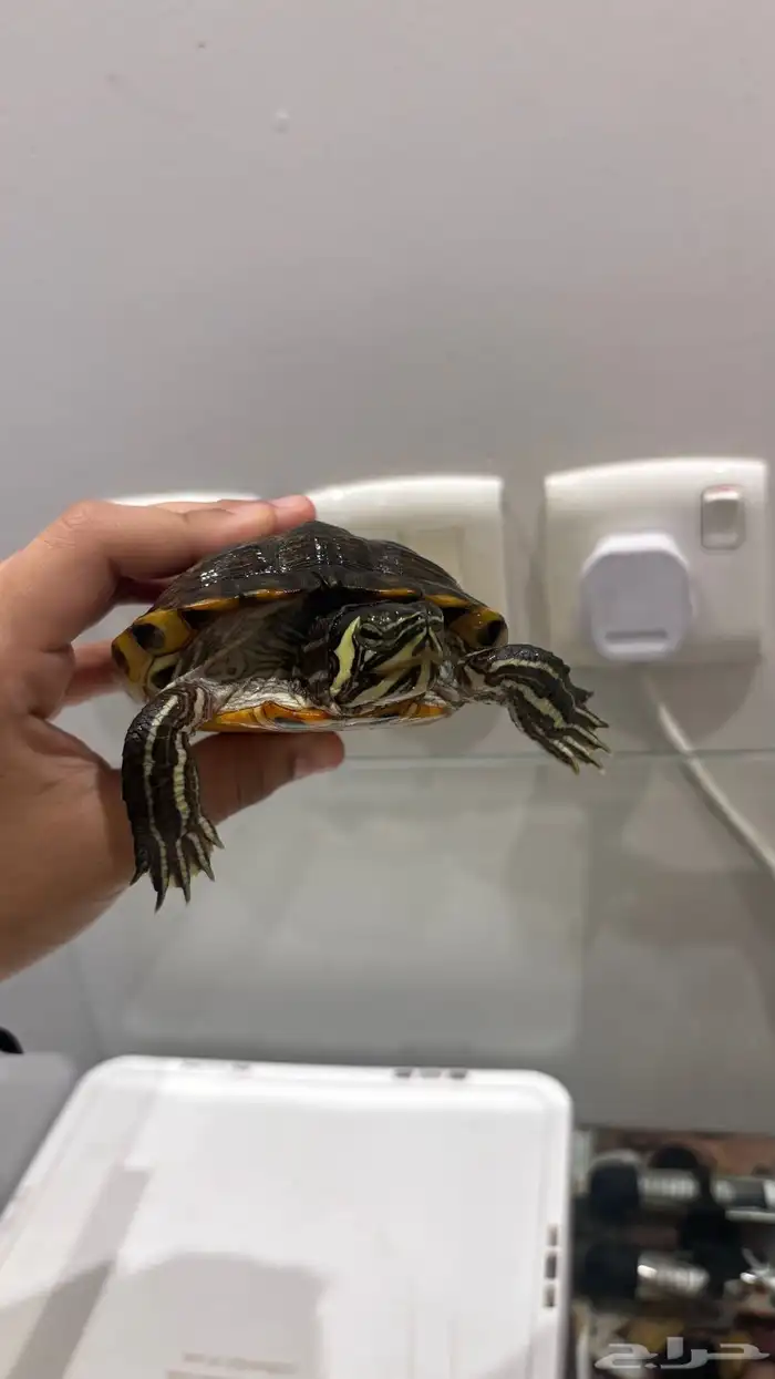 سلاحفه للبيع 0