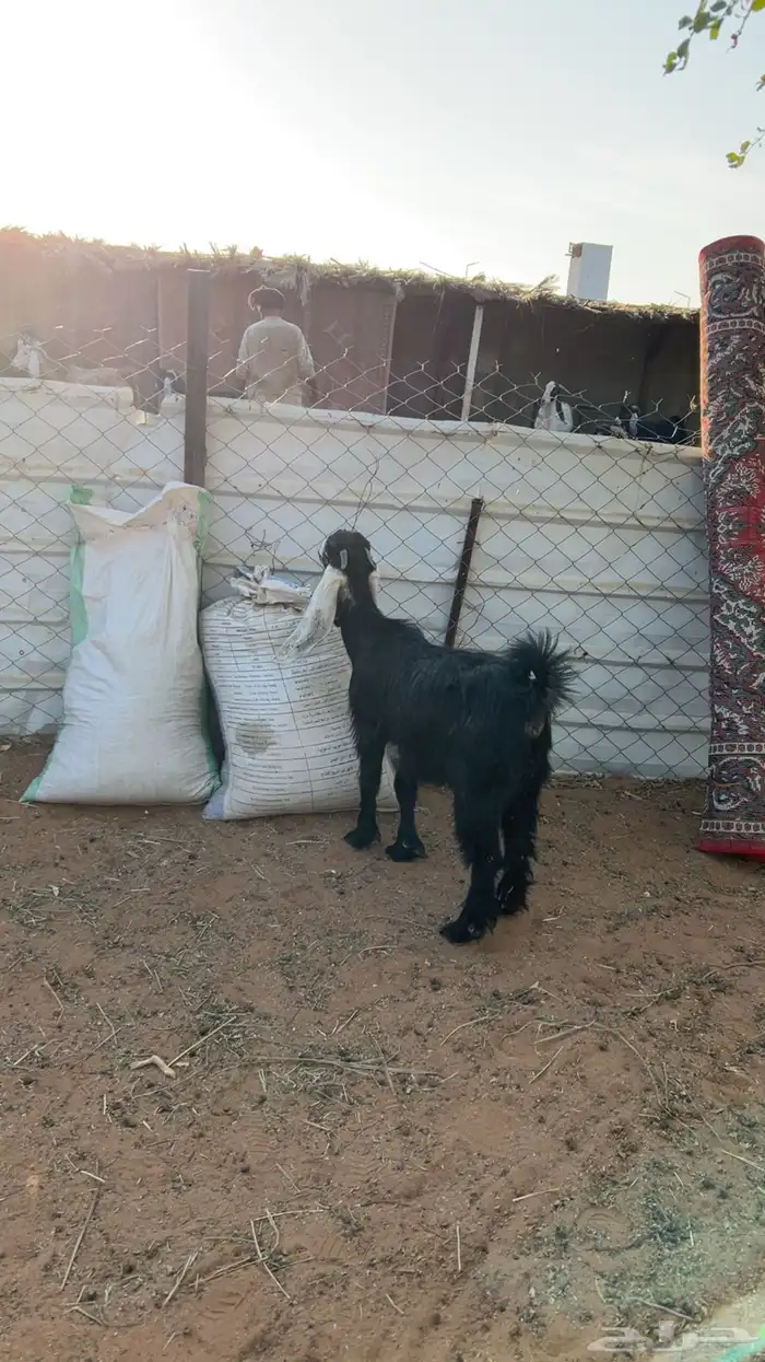 جفره حالها زينه 0