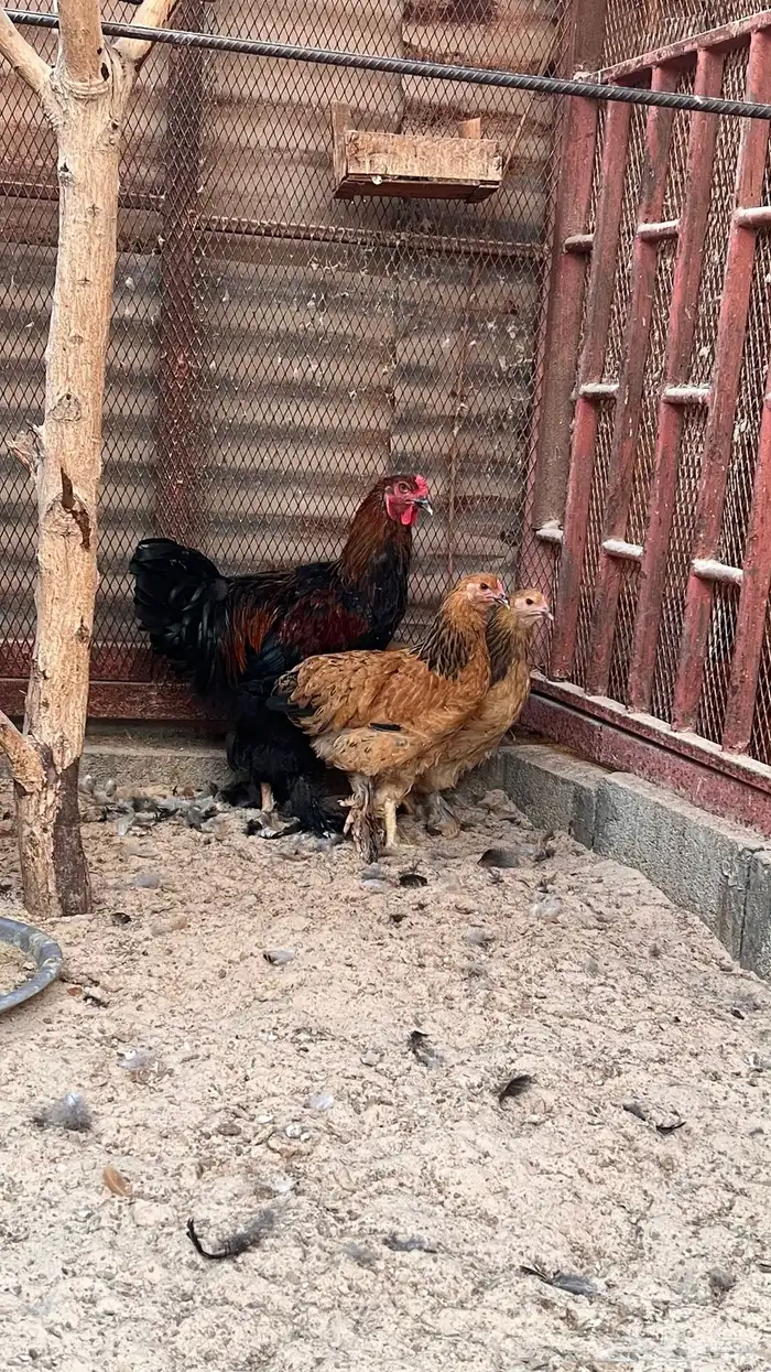 طقم دجاج براهما 0