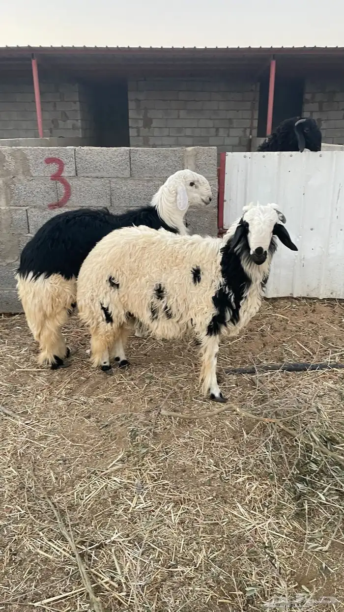 جذعان نجدية 0