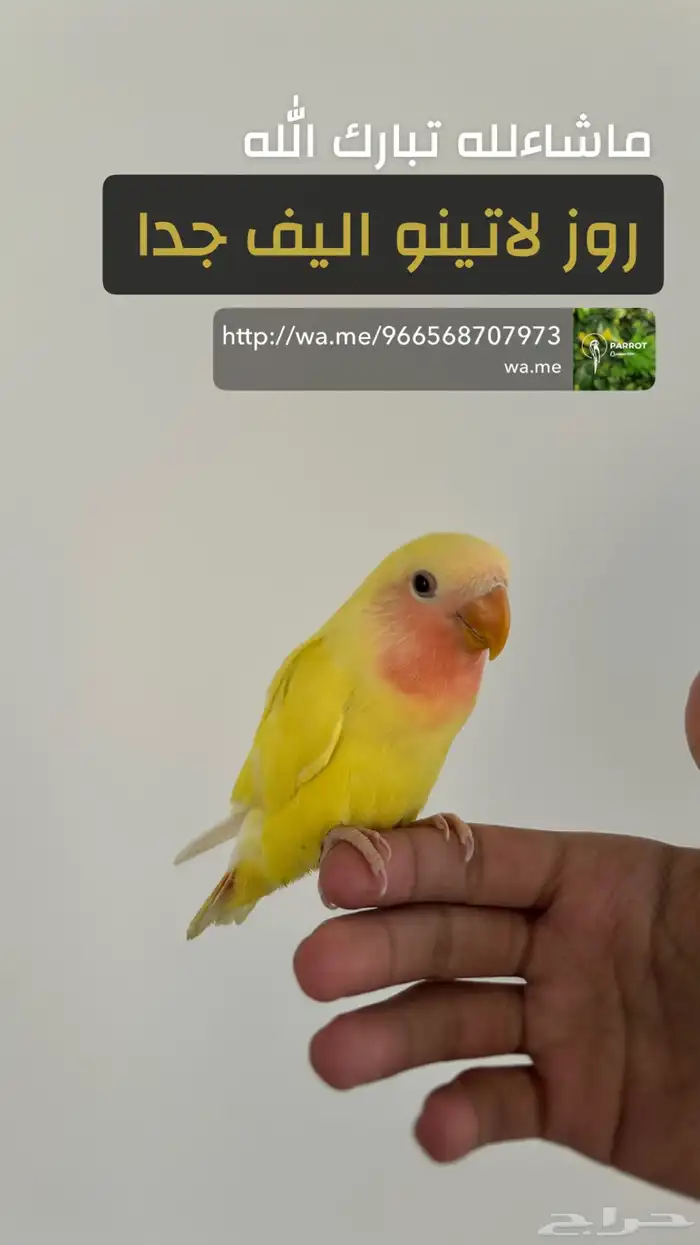 مجموعه روز اليفة للبيع 0