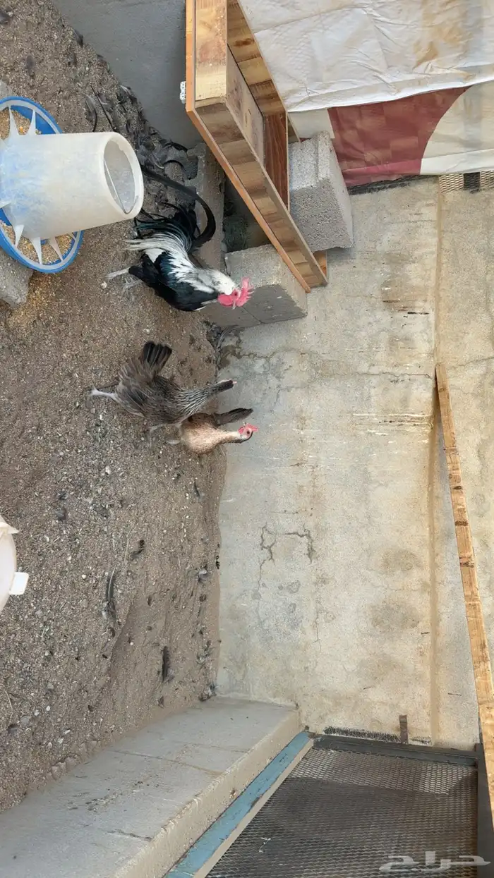 طقم دجاج فينكس 1