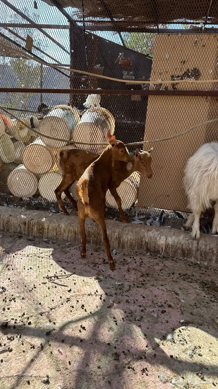 تيوس للبيع 2