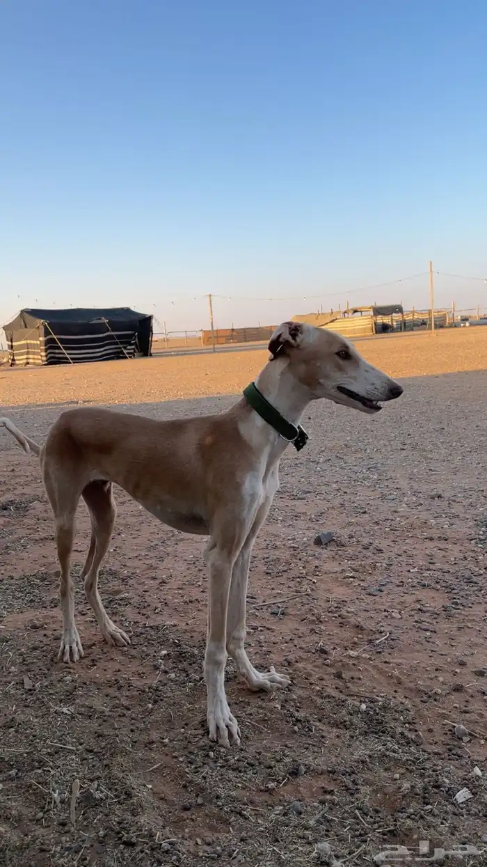 كلب صيد سلوقي 0