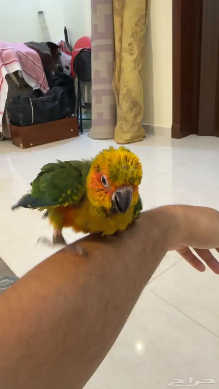 فرخ صن كنيور حجم حلو 4