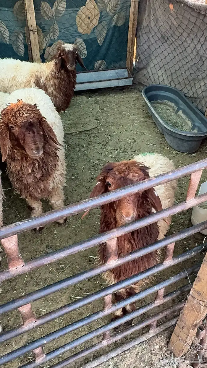 ذبايح للبيع 2