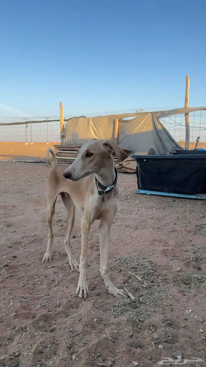 كلب صيد سلوقي 1