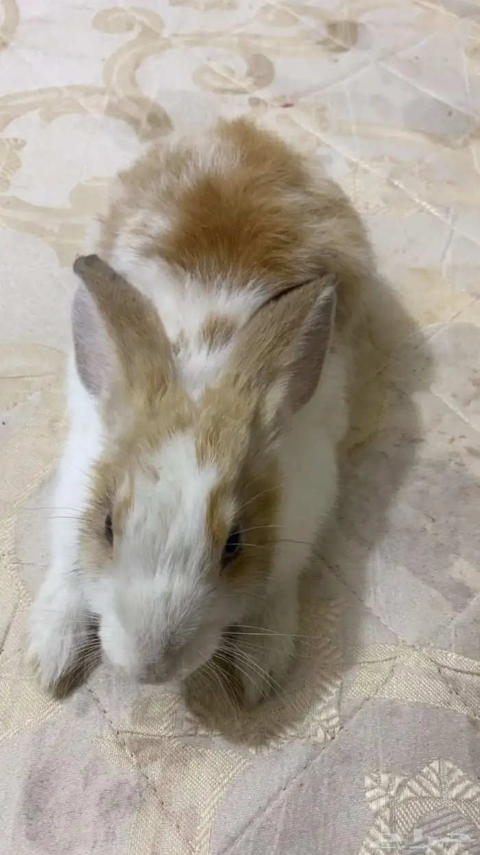 ارنب اليف يصلح للصغار ويحب اللعب 3