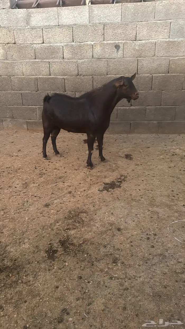 تيس سديس احص مشروط 1