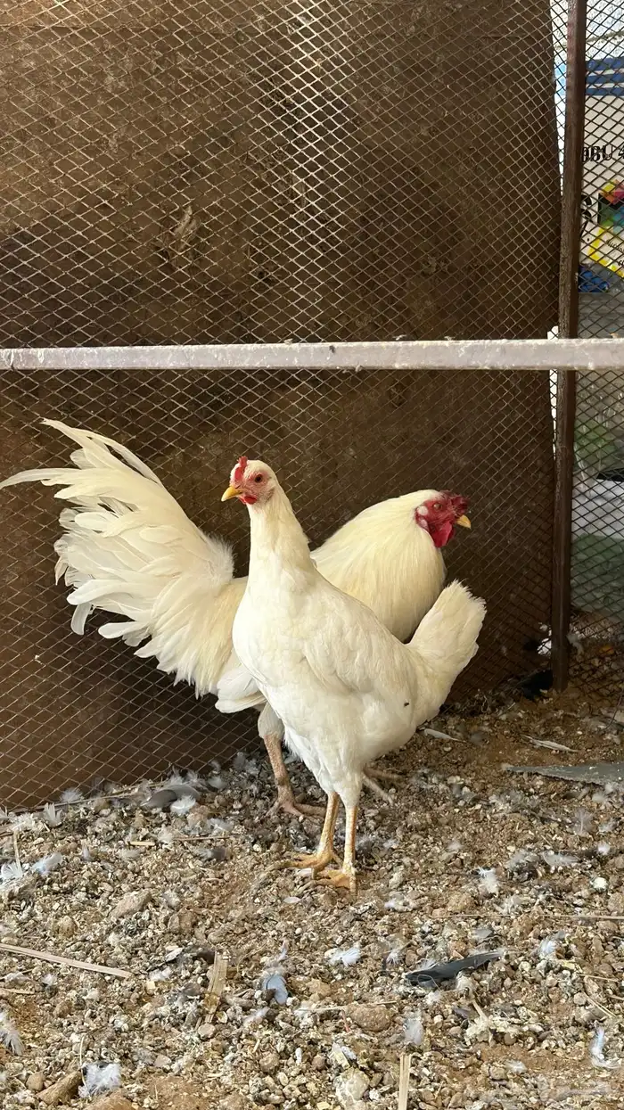 دجاج ابيض صك 6