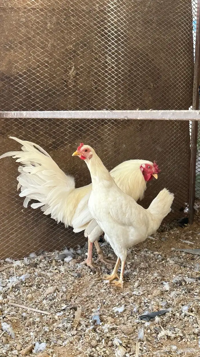 دجاج ابيض صك 8