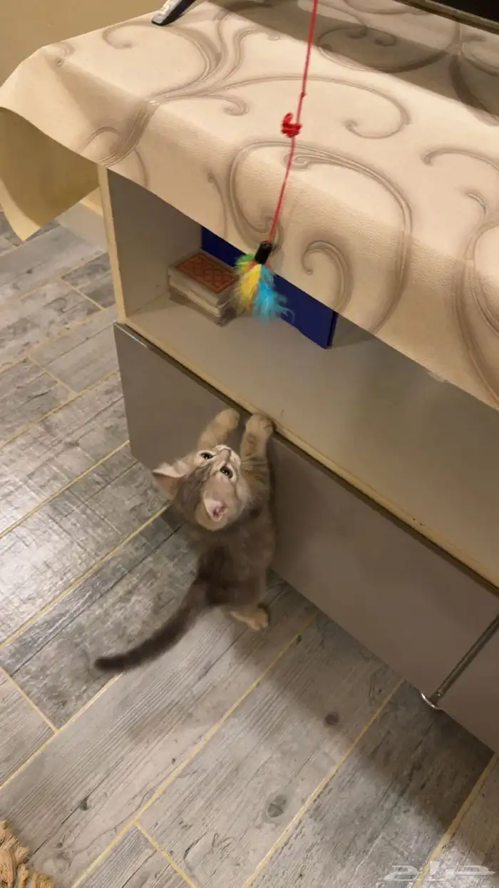 قطه صغيره للبيع 1