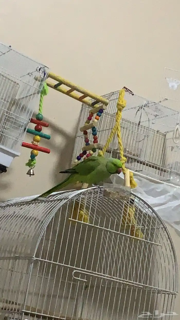 بغبغاء درة ذكر 0