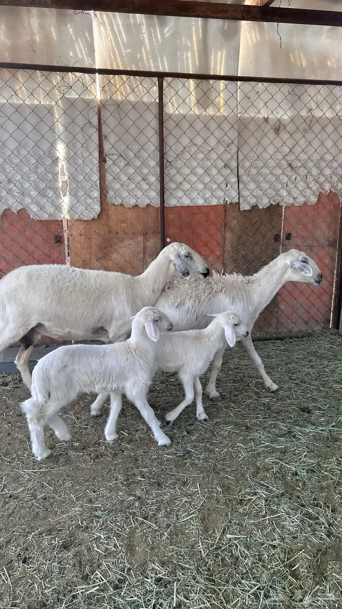 متابيع صفر صنف 6