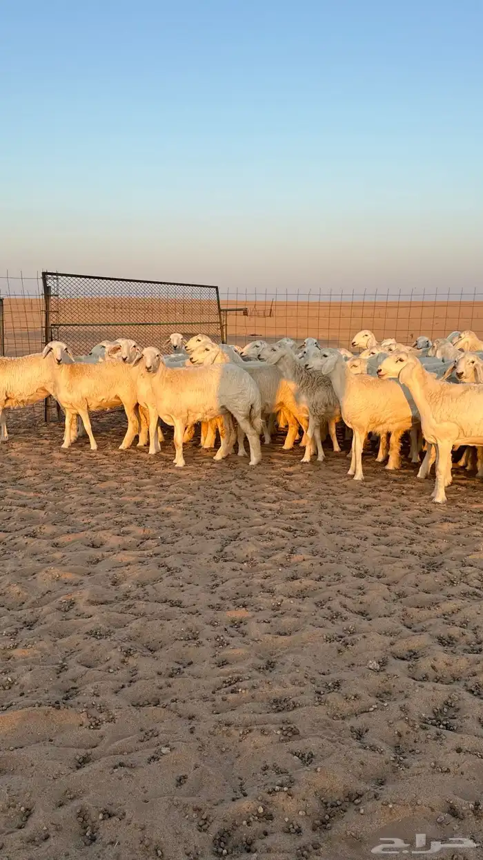 رخال جذعات حريات صنف فاخرر للي يبي الصنف 20