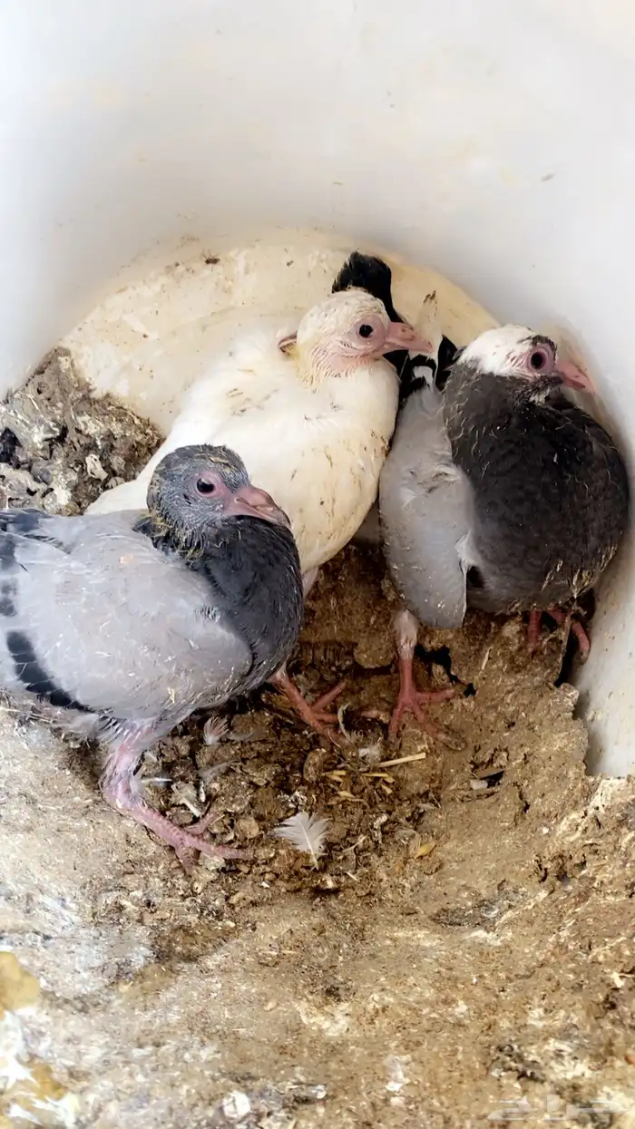 فراخة( حية)فرنسي زاجل وهندي ونجد العدد10 جواز 20 جوز 30 جوز 10