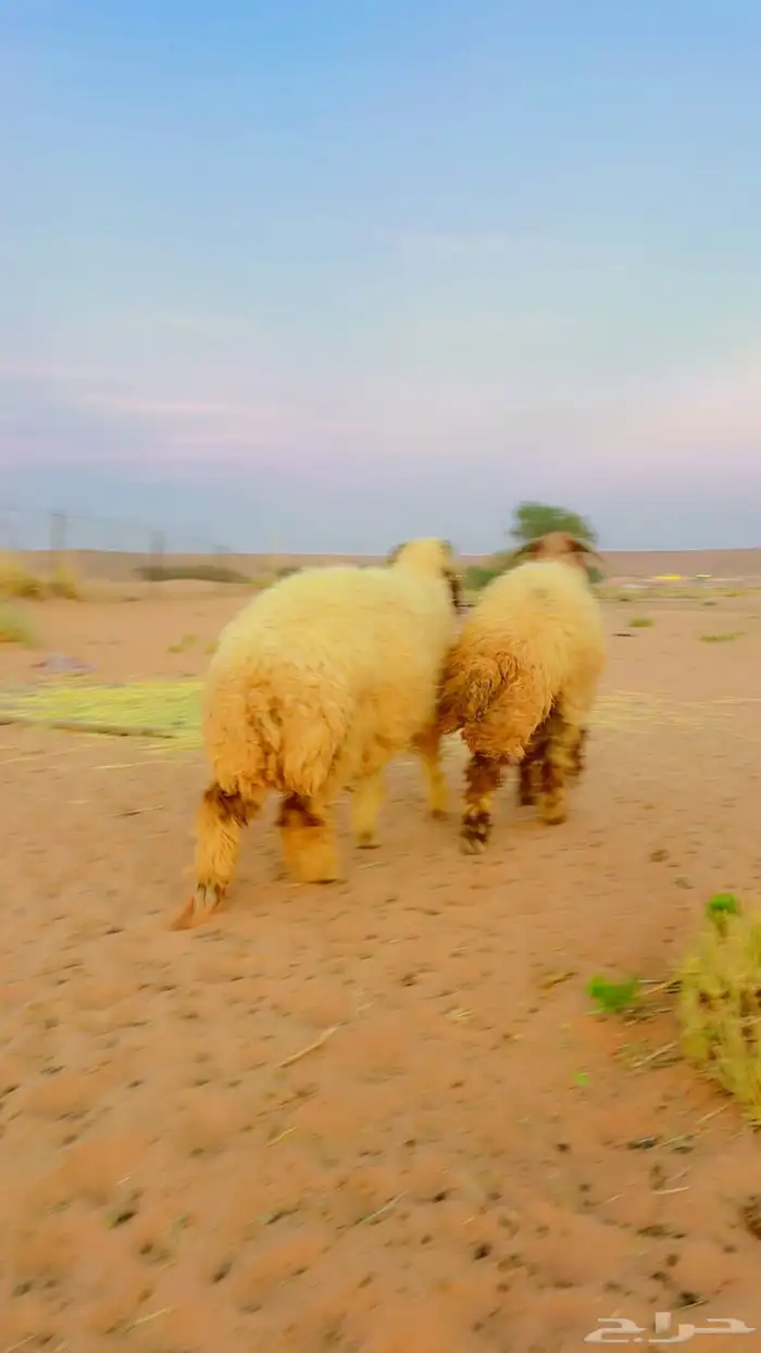 نعيم جذعان جبره 5