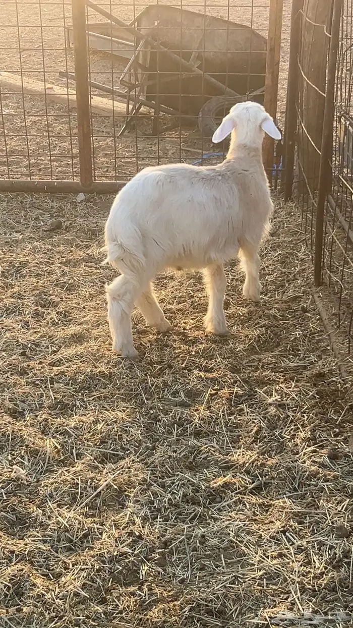 حري عمره 3 شهور 1