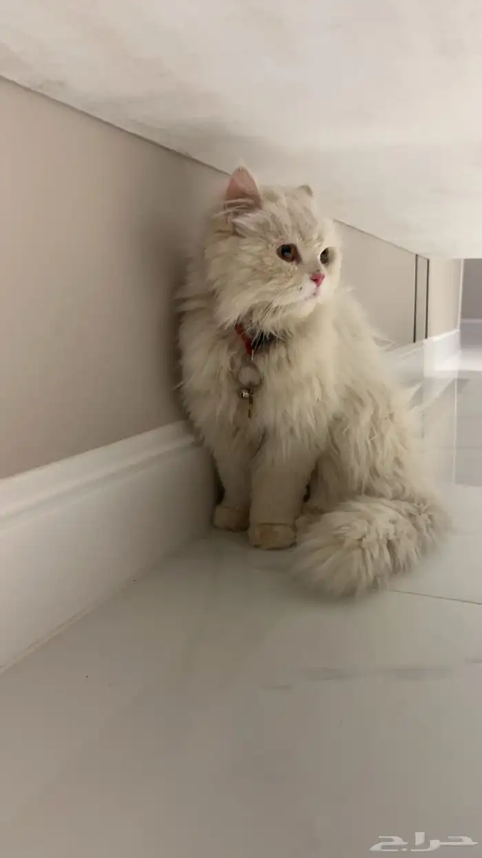 قطه بيضاء كبيره الحجم للبيع 0