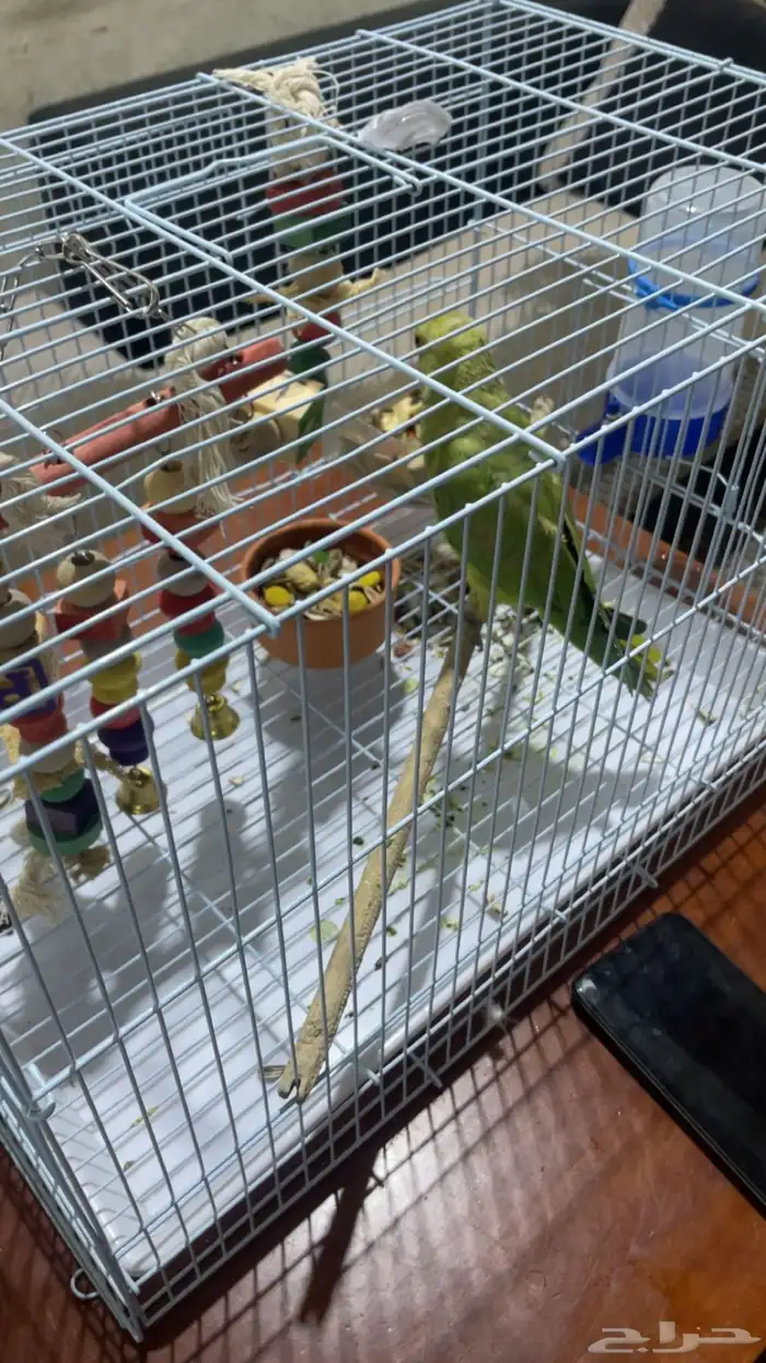 ببغاء درة الليف 2