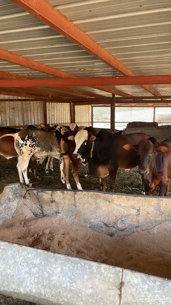 حسلان للبيع 2