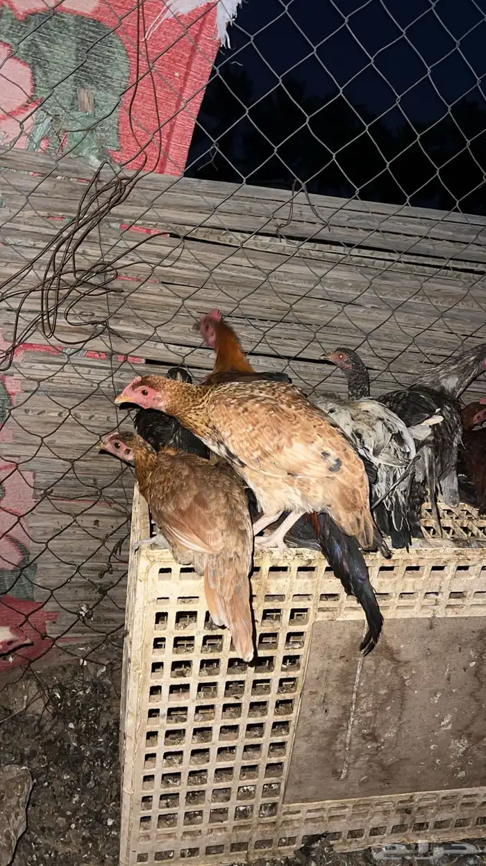 دجاج بلدي شرط 2