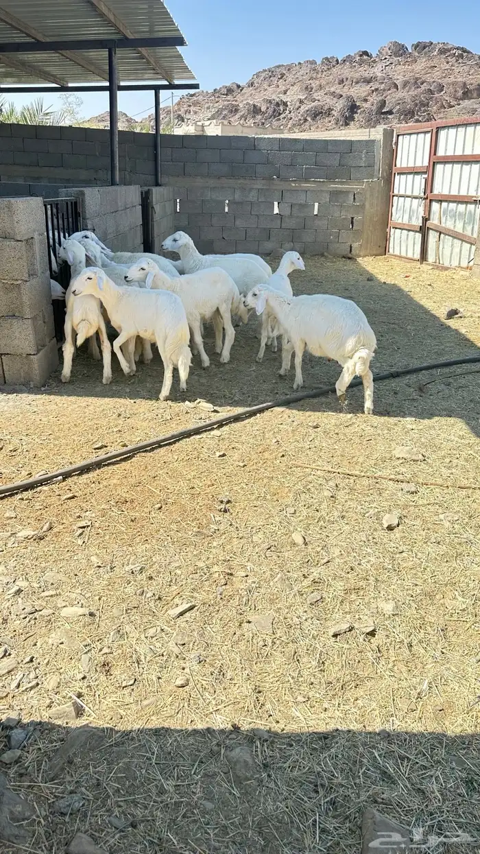 بهم طليان رخال 1