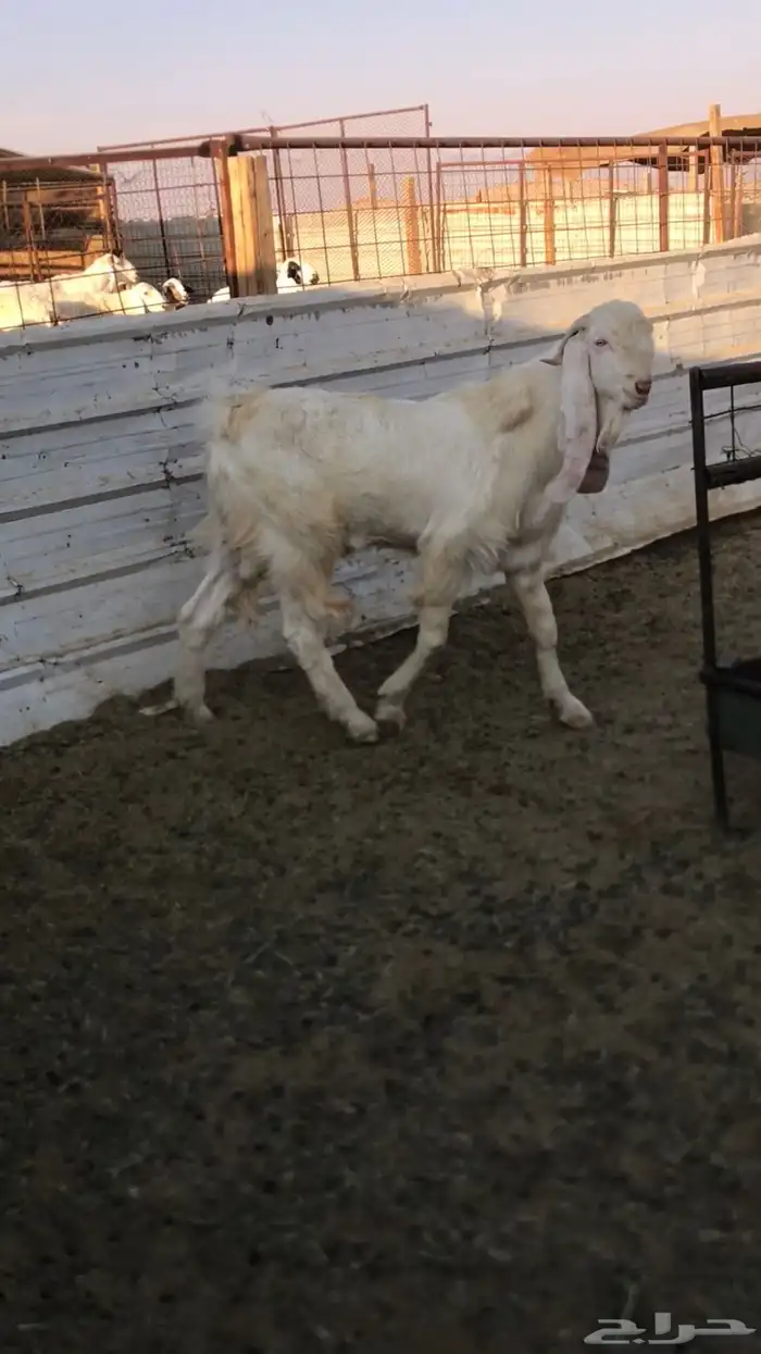 للبيع تيس فحل شرط قريع حار 3