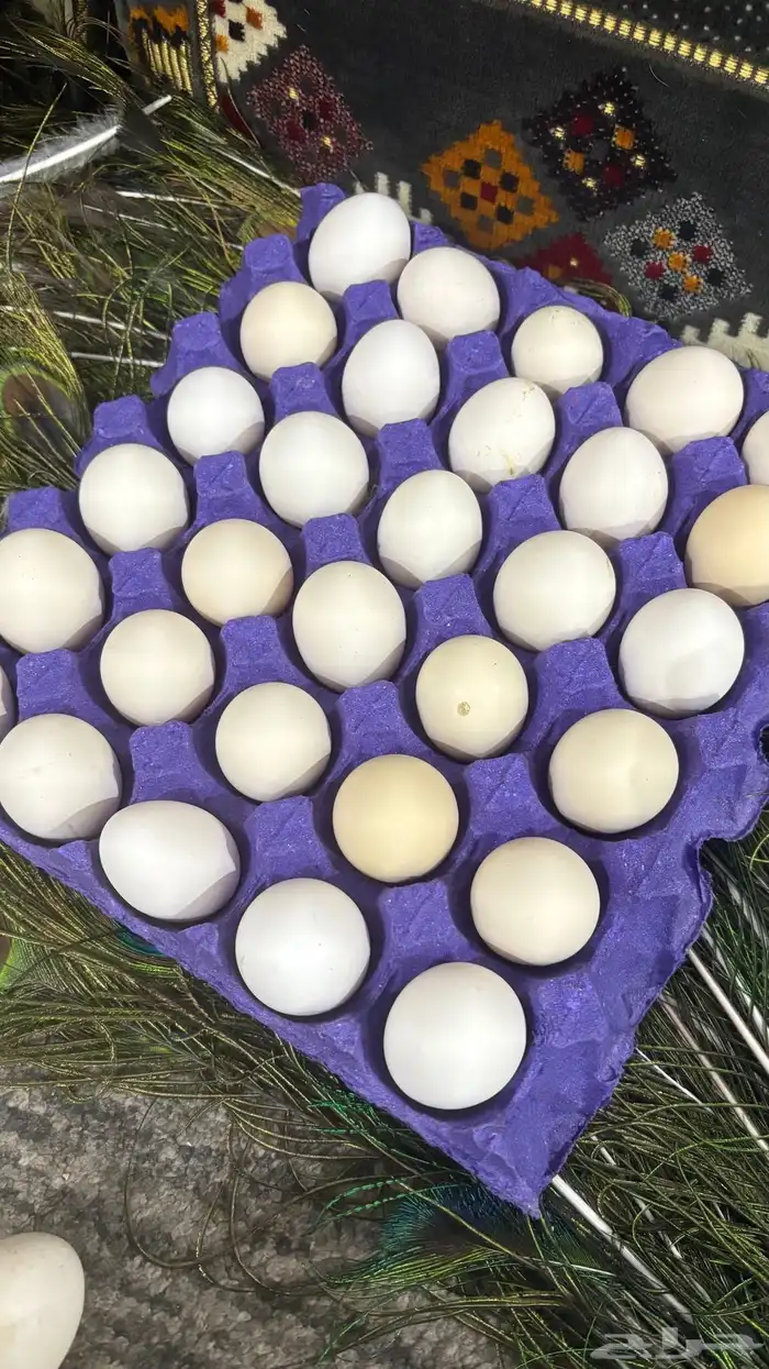 بيض دجاج فيومي 3