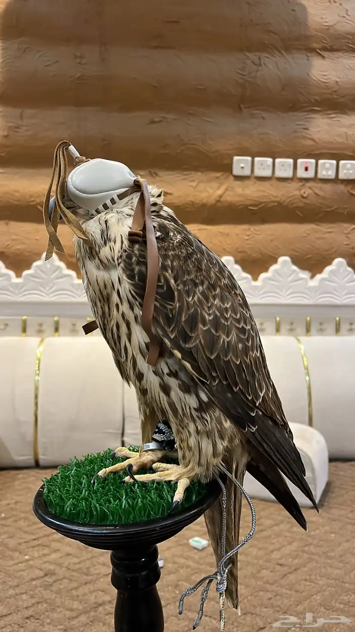 طير حر للبيع ( كوم ريش ) 2