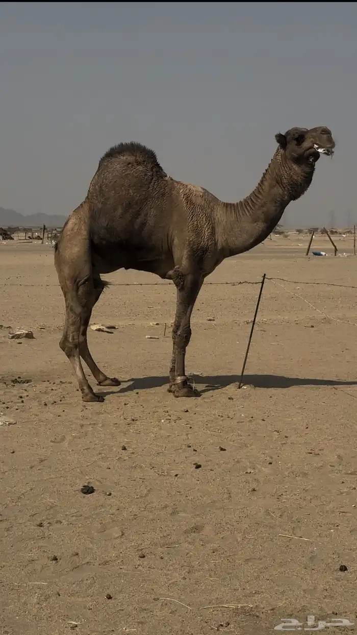 بعير ساحليه هايج 3