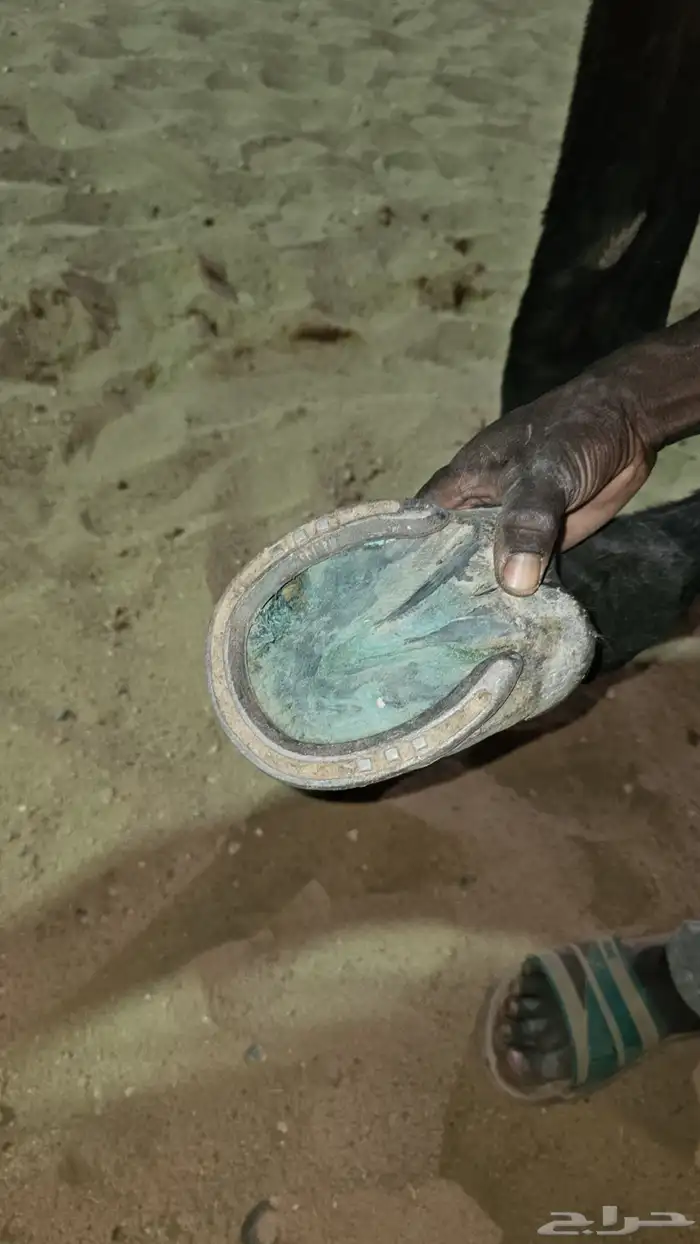 حصان انقليزي 1