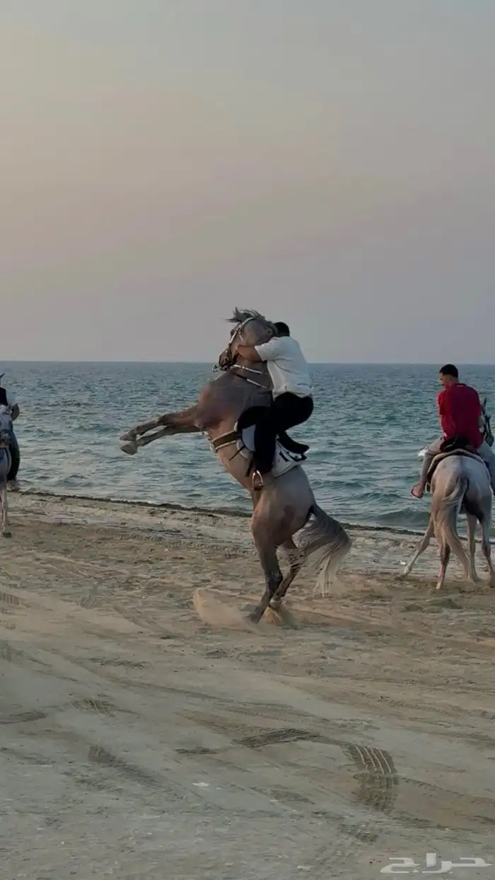 حصان شعبي بشخصية نار للبيع عالسوم 2