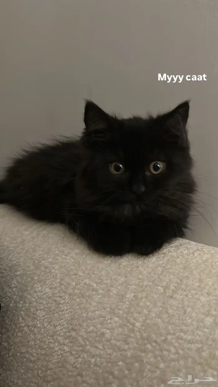 بسه عمرها أربع شهور بيع 1